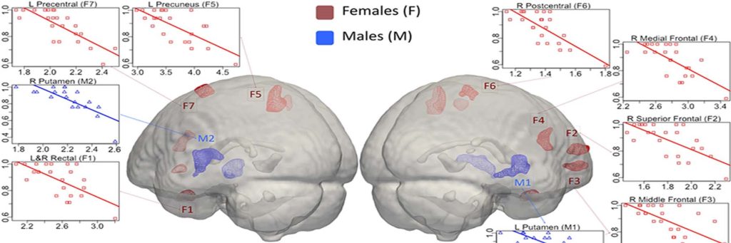 Image of the brain with red highlights for females and blue highlights for males.
